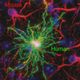Illustration for article titled Scientists Enhance Intelligence of Mice with Human Brain Cells